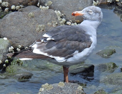Dolphin Gull (Leucophaeus scoresbii), photo 4
