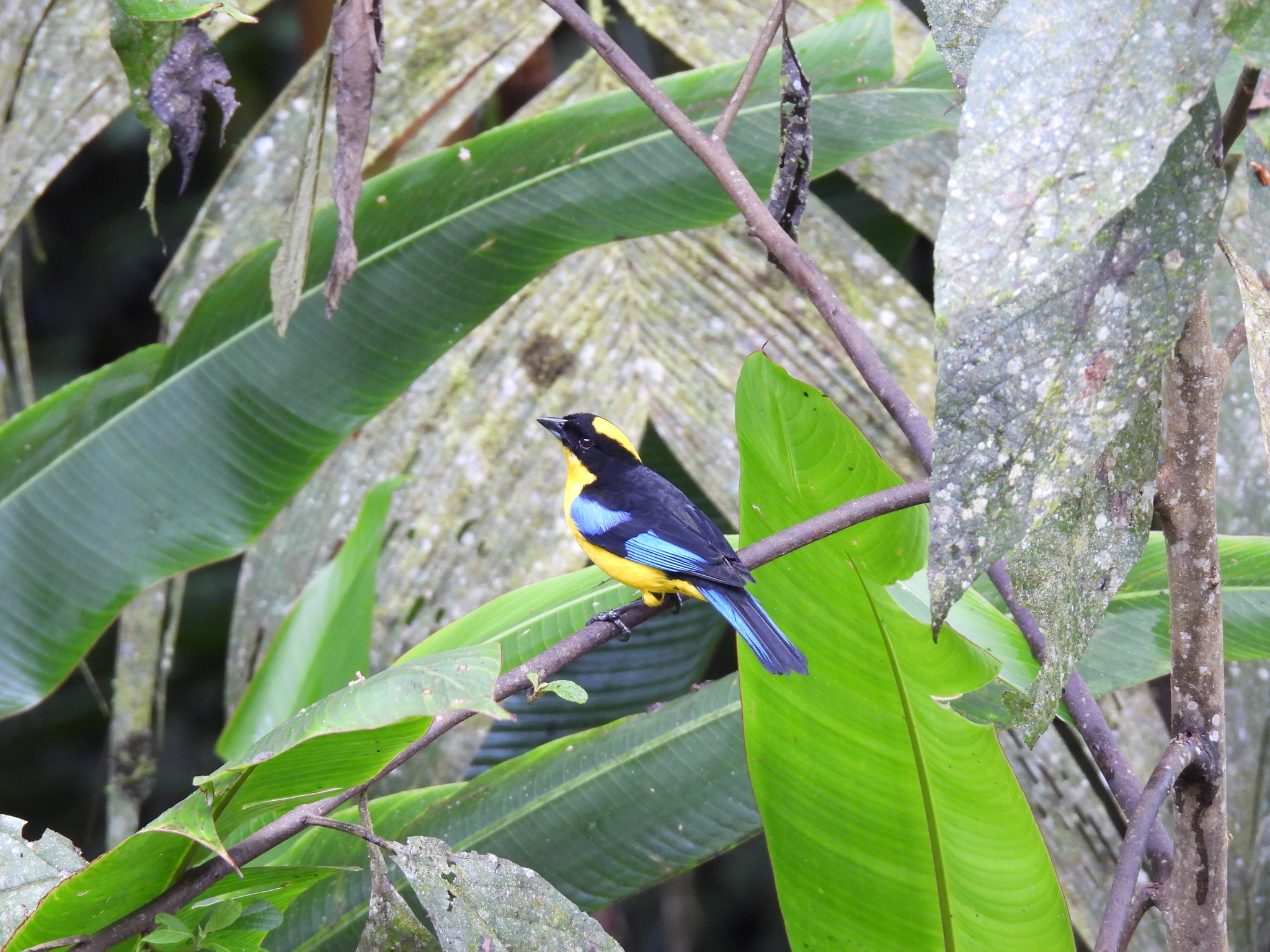 Blue-winged Mountain Tanager (Anisognathus somptuosus), photo 7