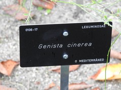 Genista cinerea