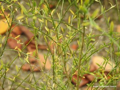 Genista cinerea
