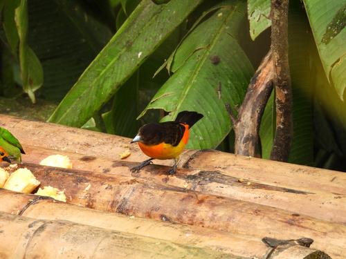 Flame-rumped Tanager (Ramphocelus flammigerus), photo 5