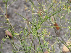 Genista cinerea