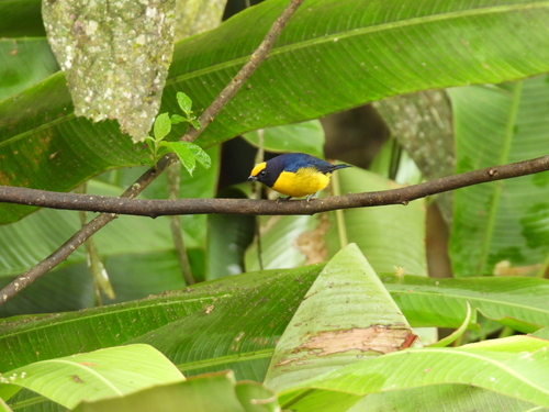 Orange-bellied Euphonia (Euphonia xanthogaster), photo 6