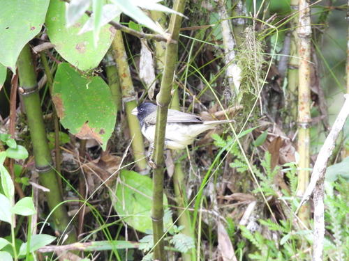 Yellow-bellied Seedeater (Sporophila nigricollis), photo 6