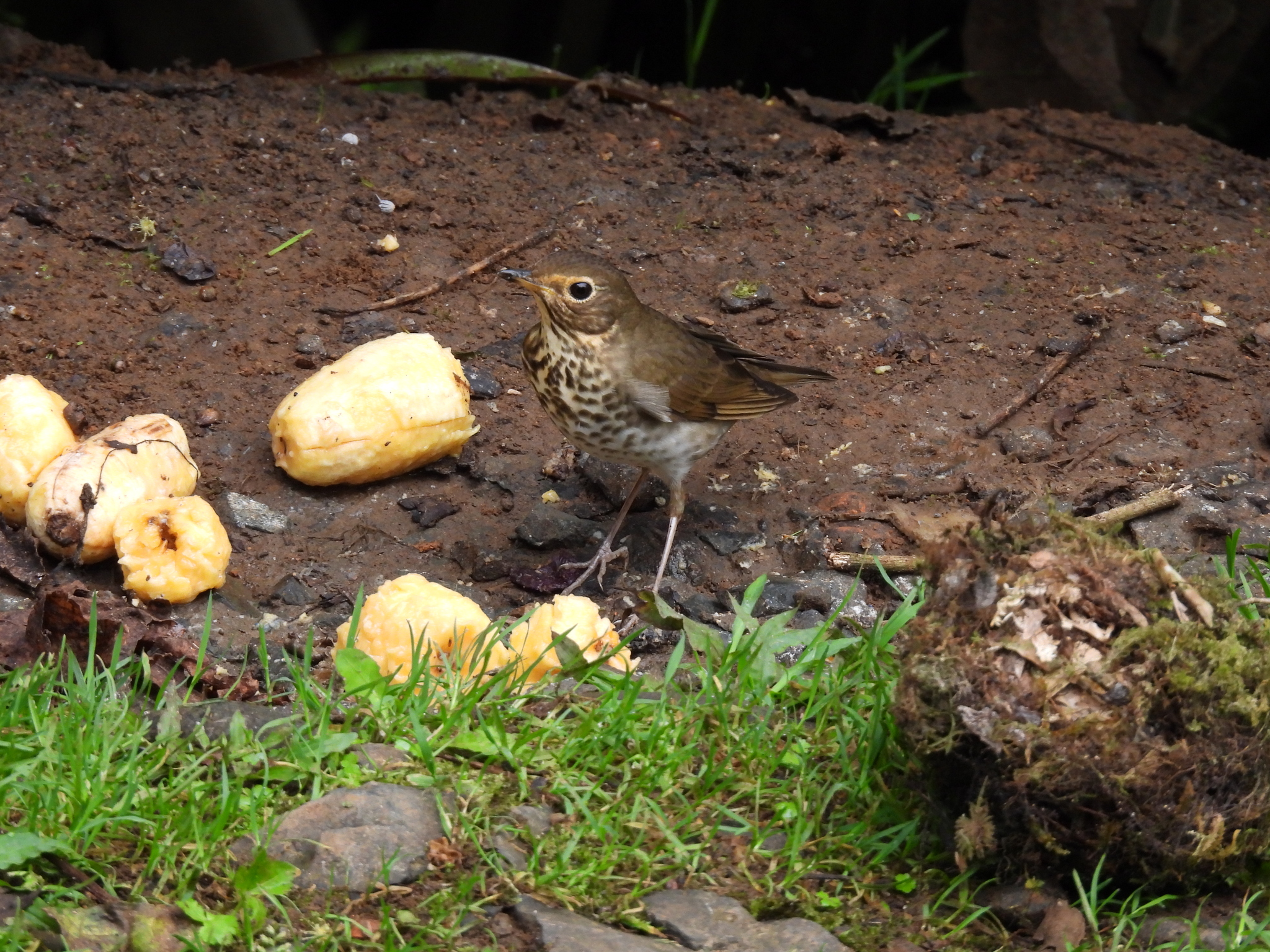 Swainson's Thrush (Catharus ustulatus), photo 3