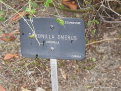 Hippocrepis emerus emerus