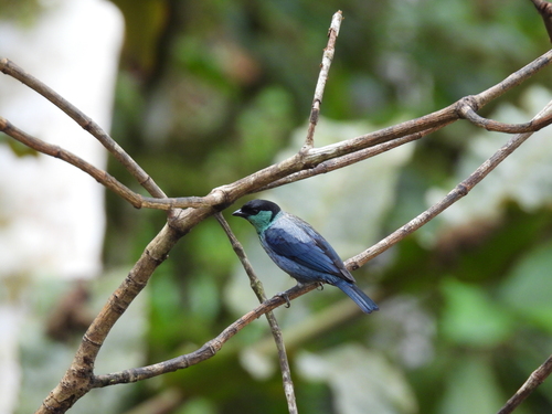 Black-capped Tanager (Stilpnia heinei)