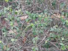Hippocrepis emerus emerus