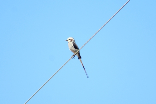 Streamer-tailed Tyrant (Gubernetes yetapa), photo 4