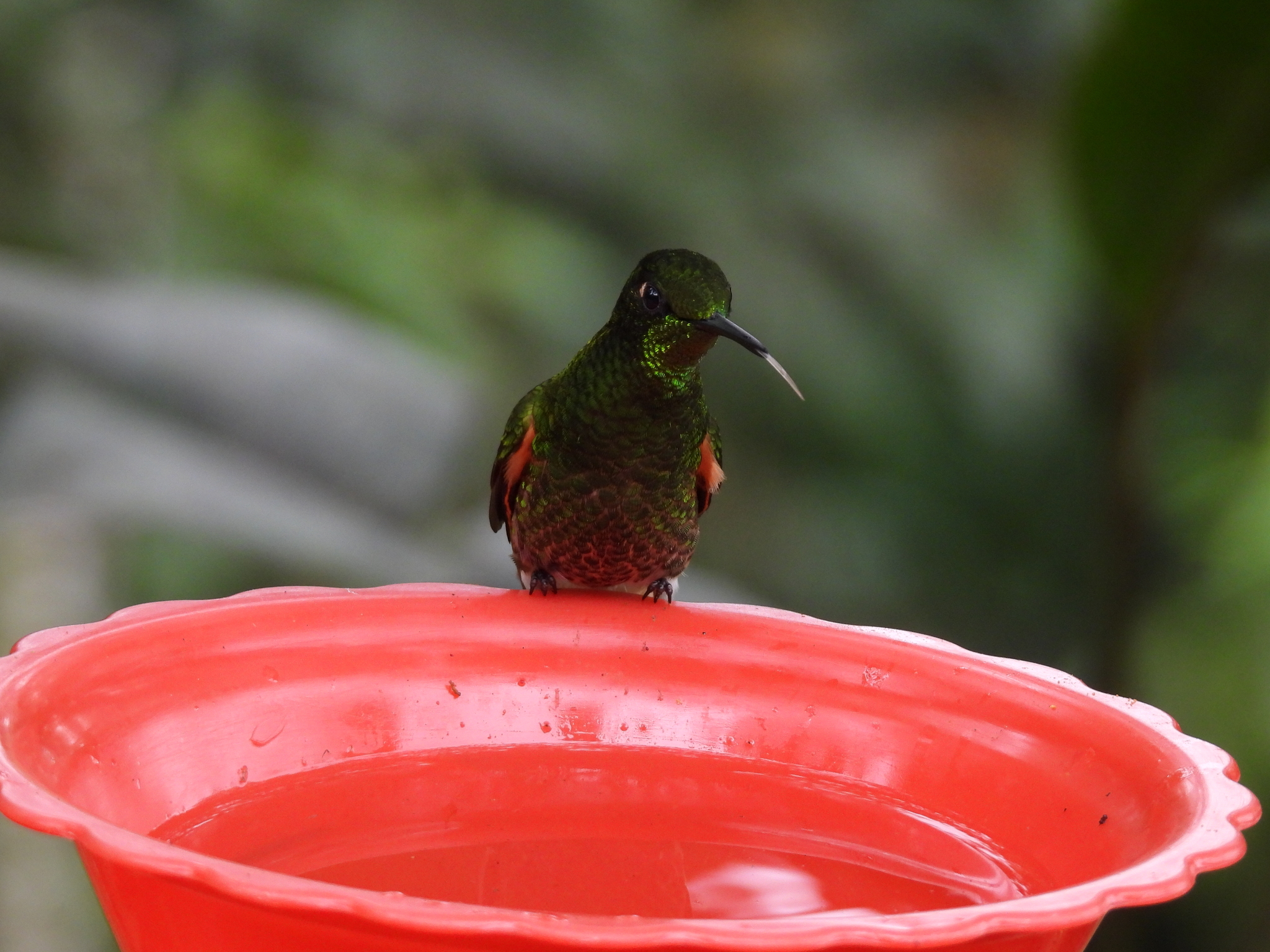 Buff-tailed Coronet (Boissonneaua flavescens), photo 3