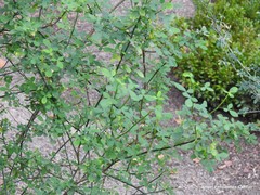 Genista patens