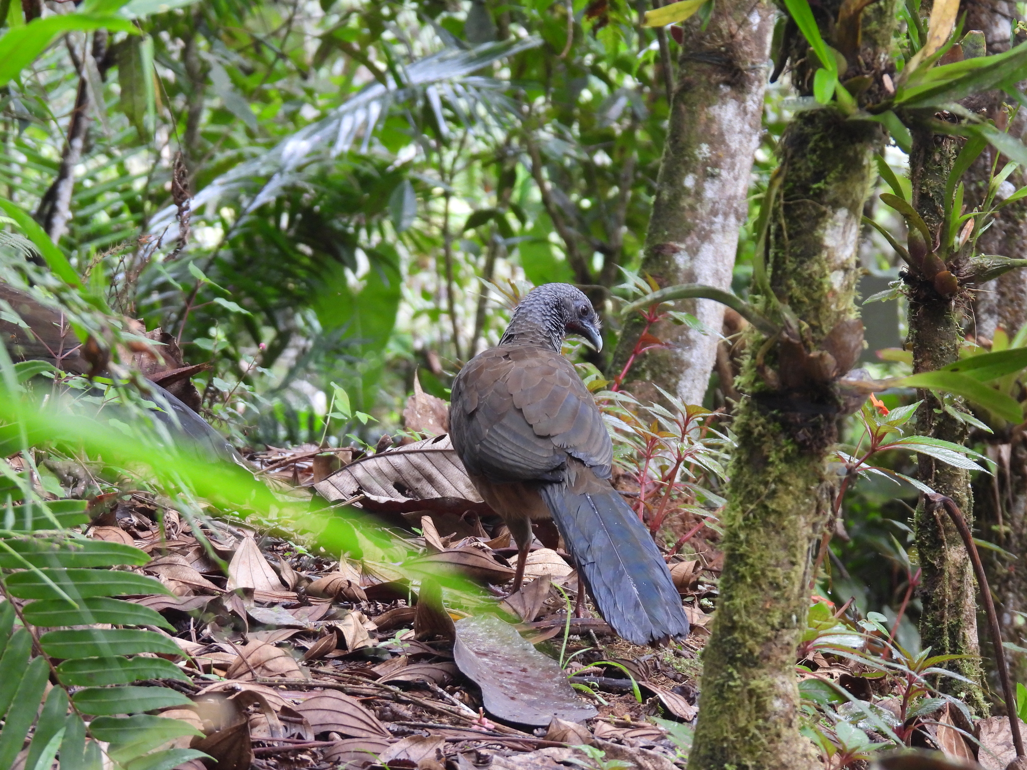 Colombian Chachalaca (Ortalis columbiana), photo 2