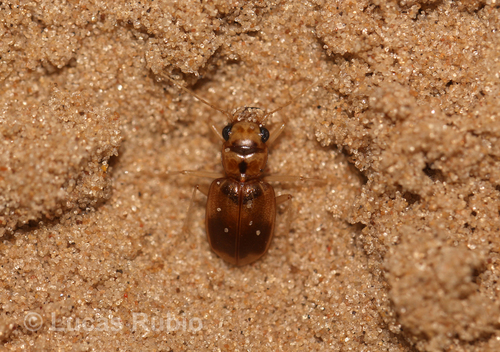 Phaeoxantha tremolerasi