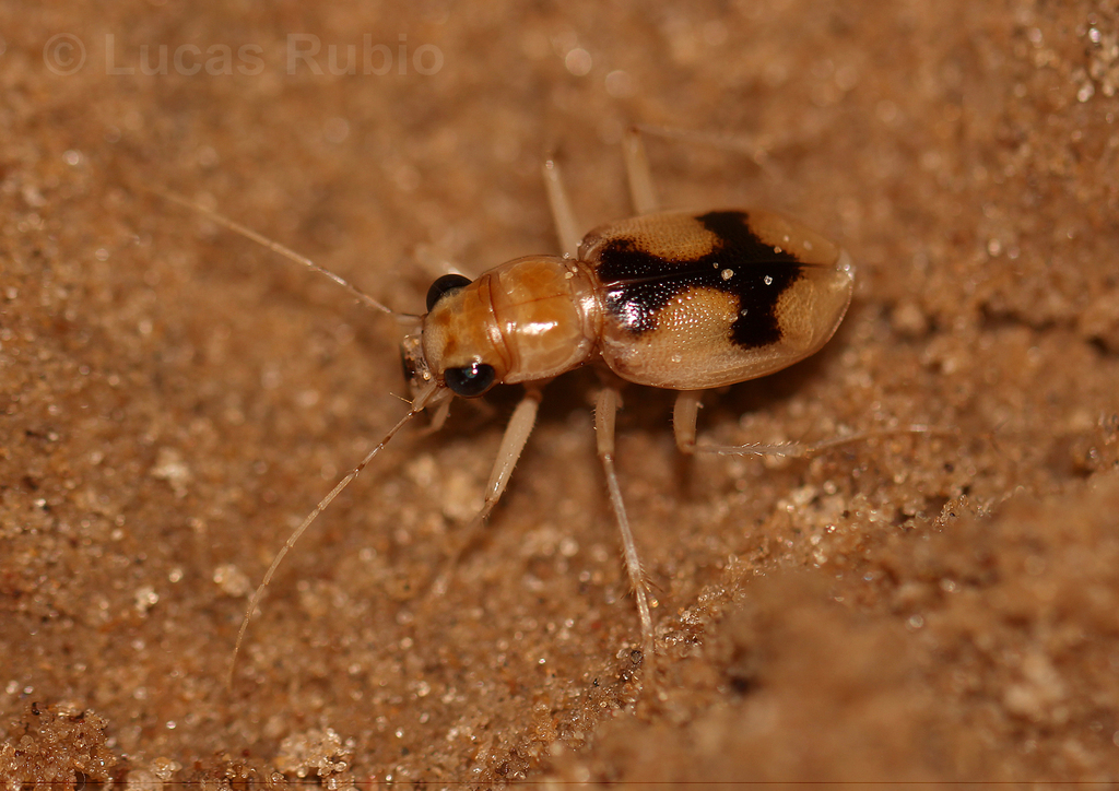 Phaeoxantha cruciata
