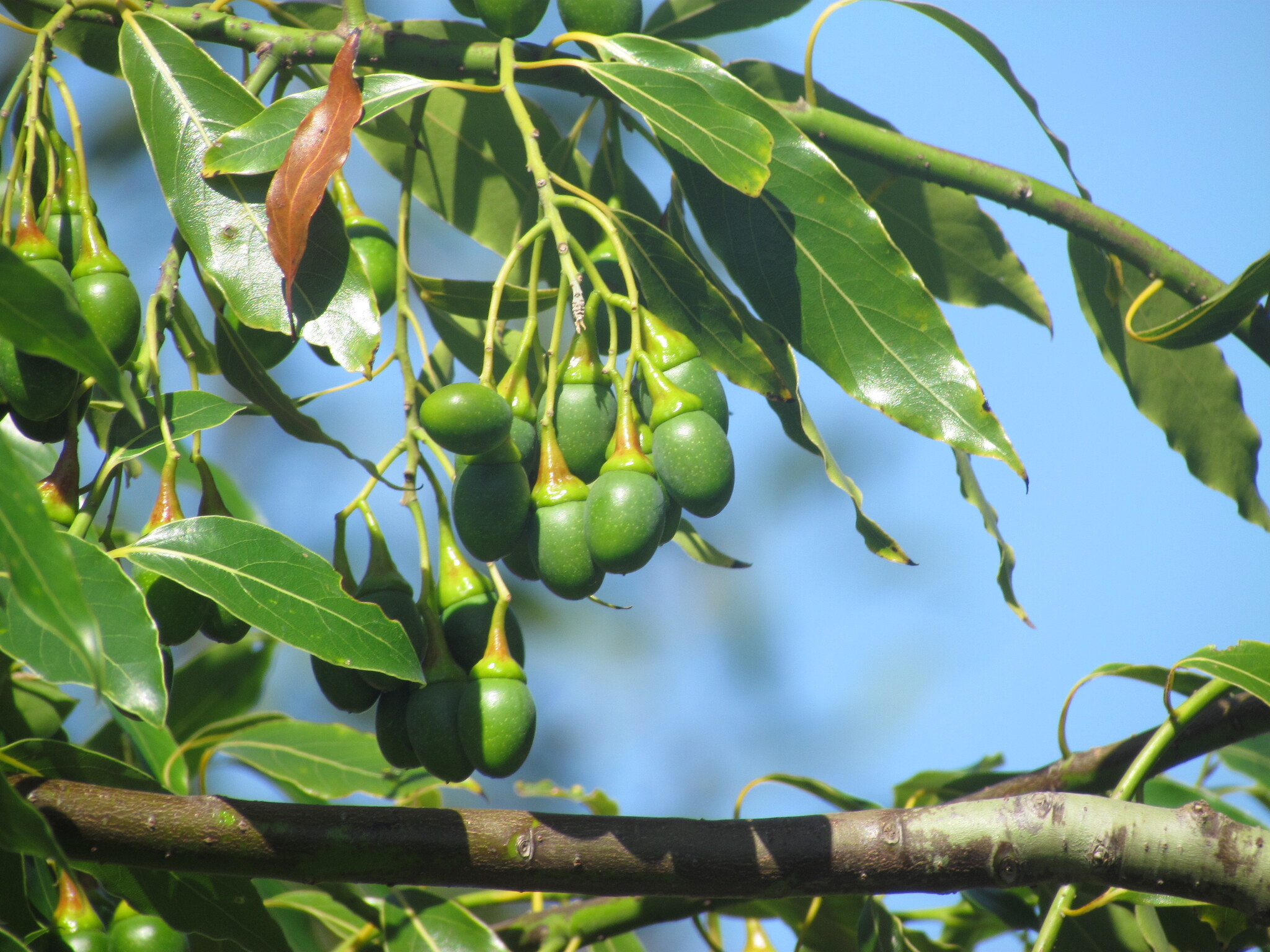 Sweetwood (Ocotea acutifolia)