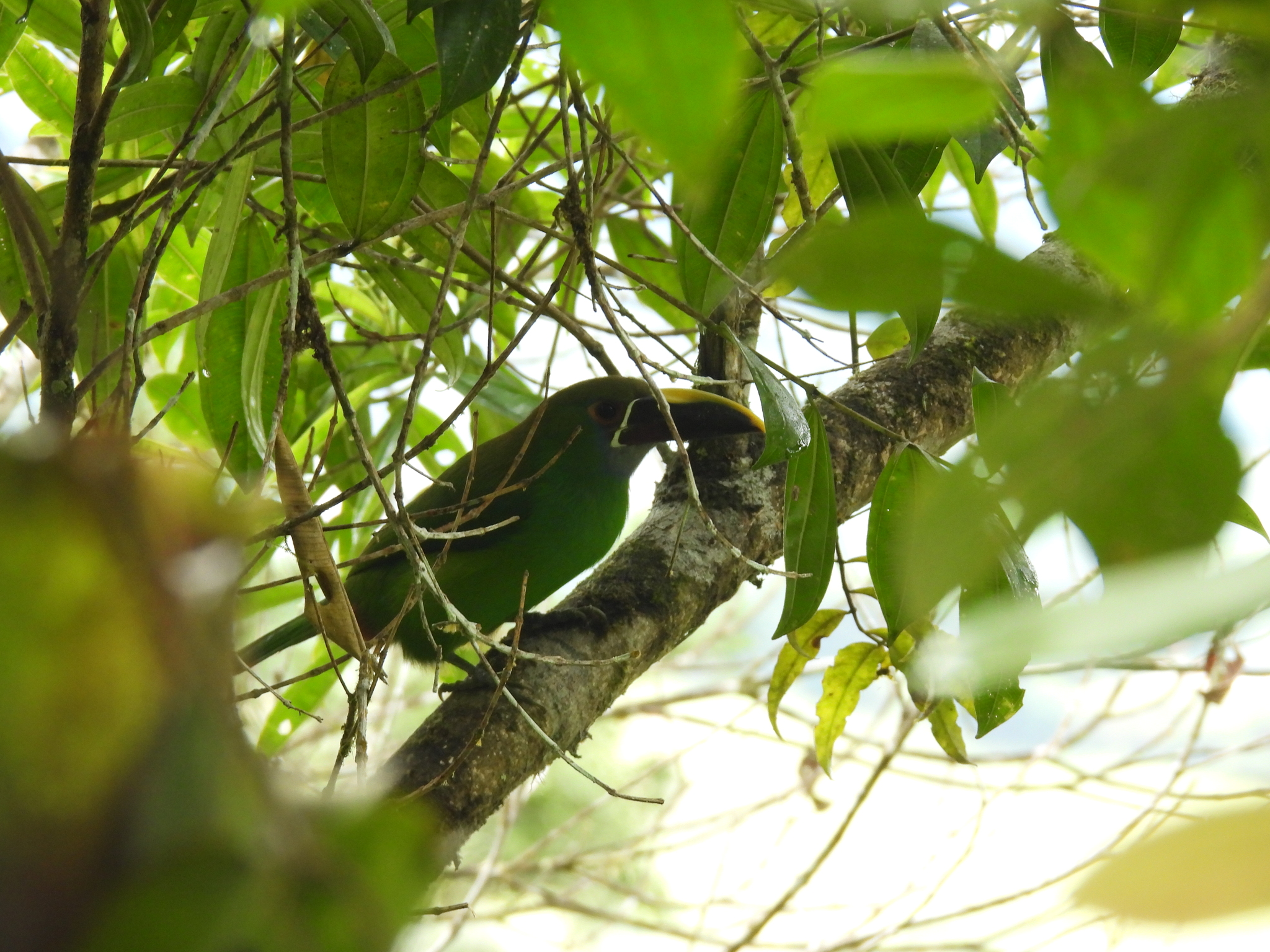 Southern Emerald Toucanet (Aulacorhynchus albivitta), photo 2