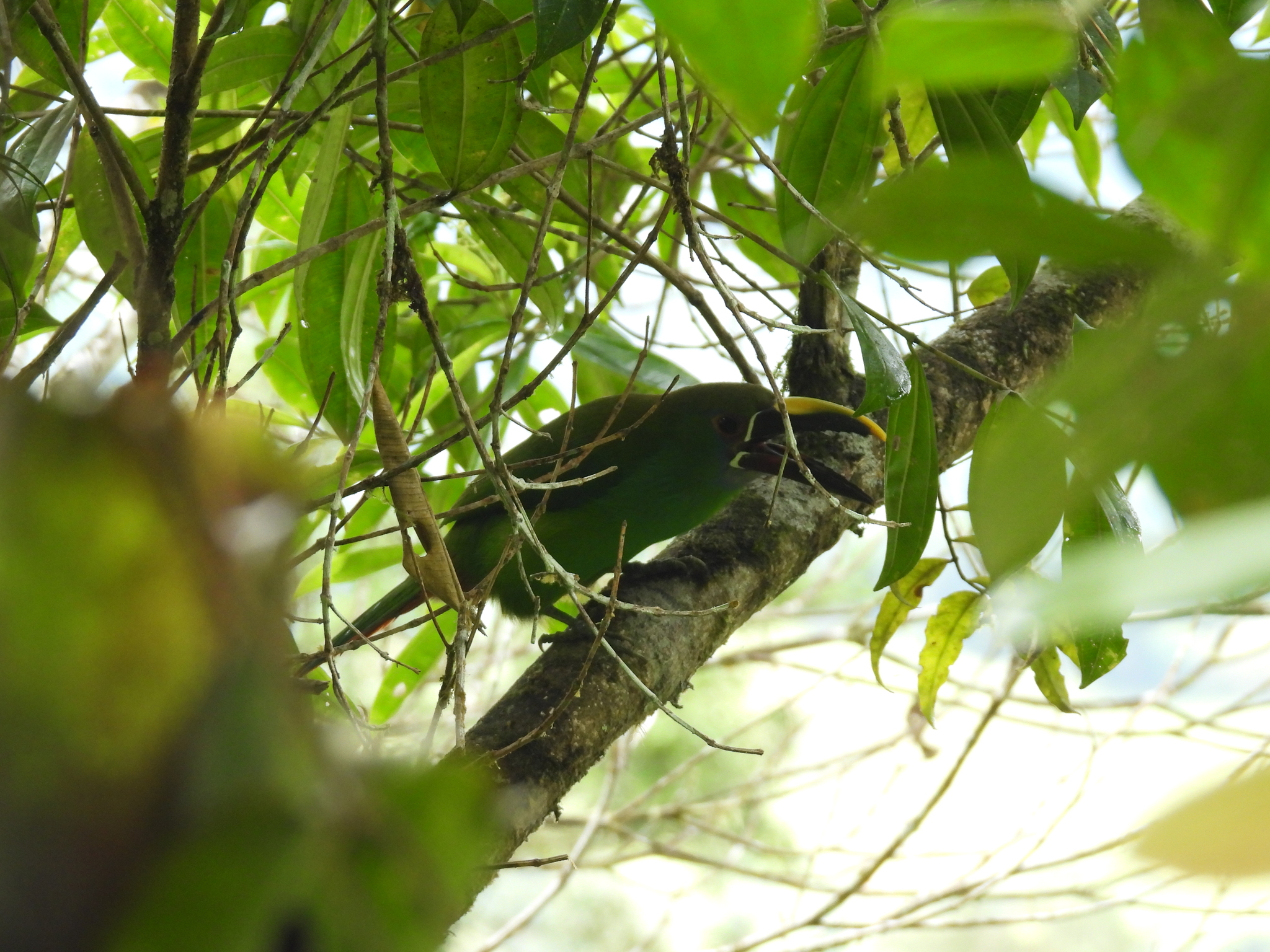 Southern Emerald Toucanet (Aulacorhynchus albivitta), photo 3
