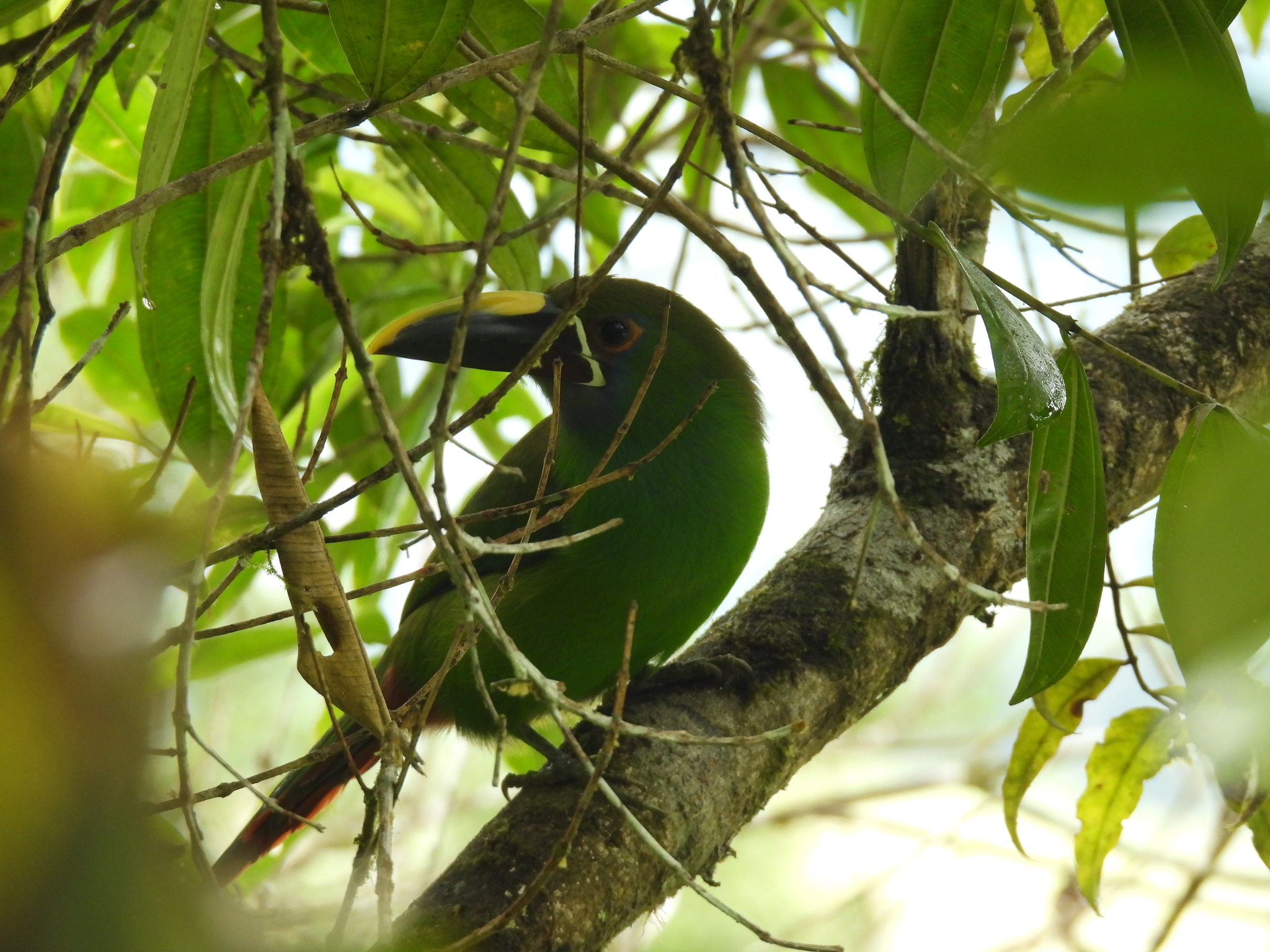 Southern Emerald Toucanet (Aulacorhynchus albivitta), photo 1