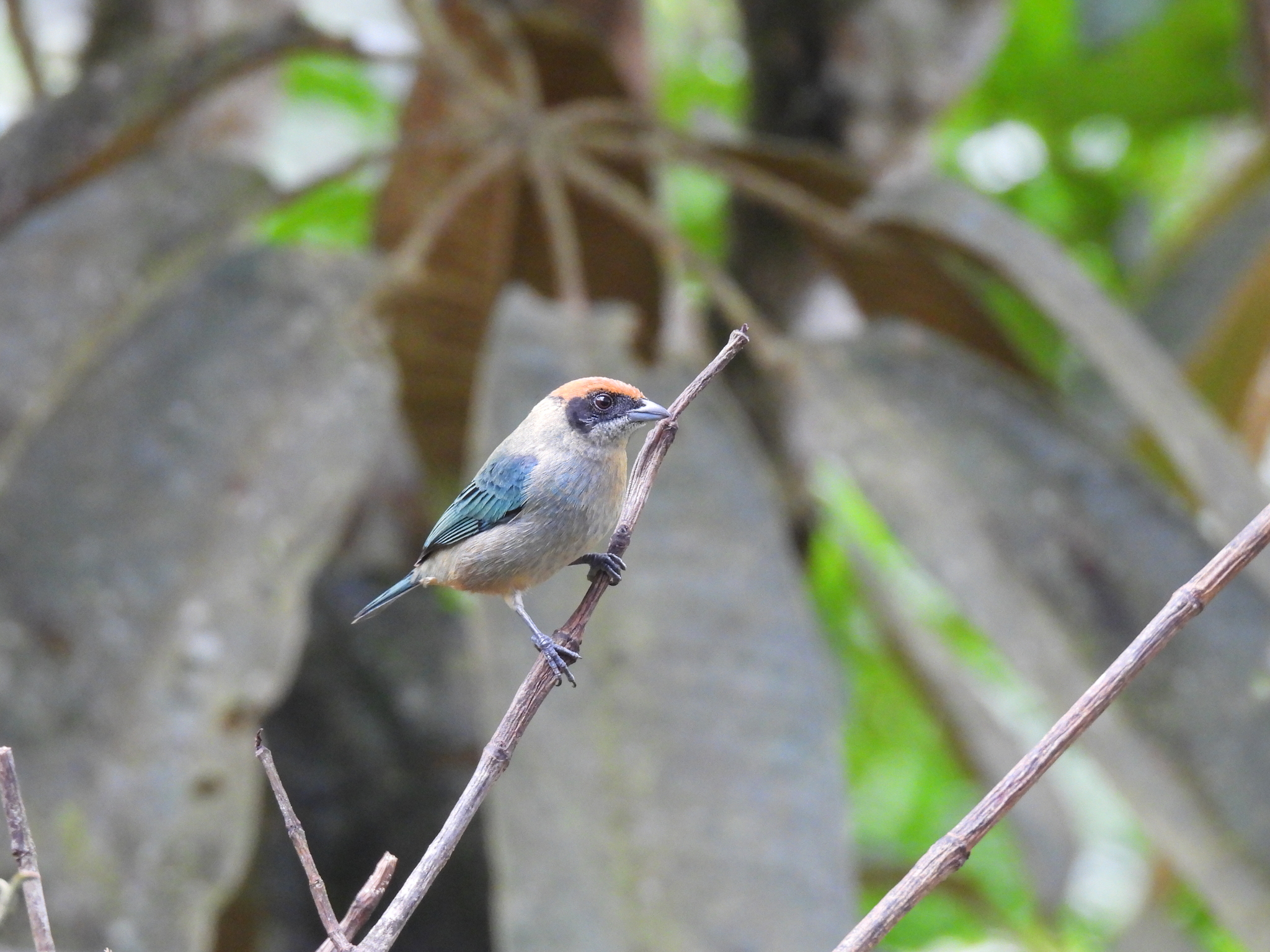 Scrub Tanager (Stilpnia vitriolina), photo 2