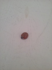 Harmonia axyridis
