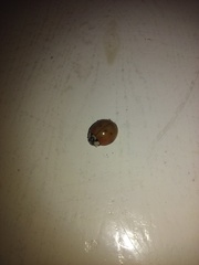 Harmonia axyridis