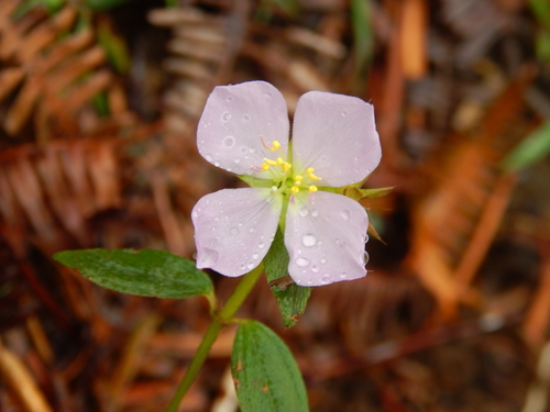 Pterolepis glomerata