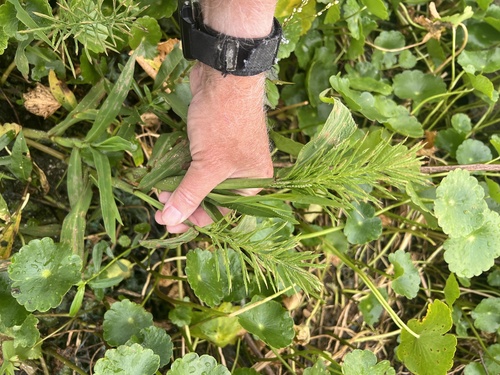 Foto de capim-flutuante