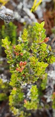 Epacris alpina