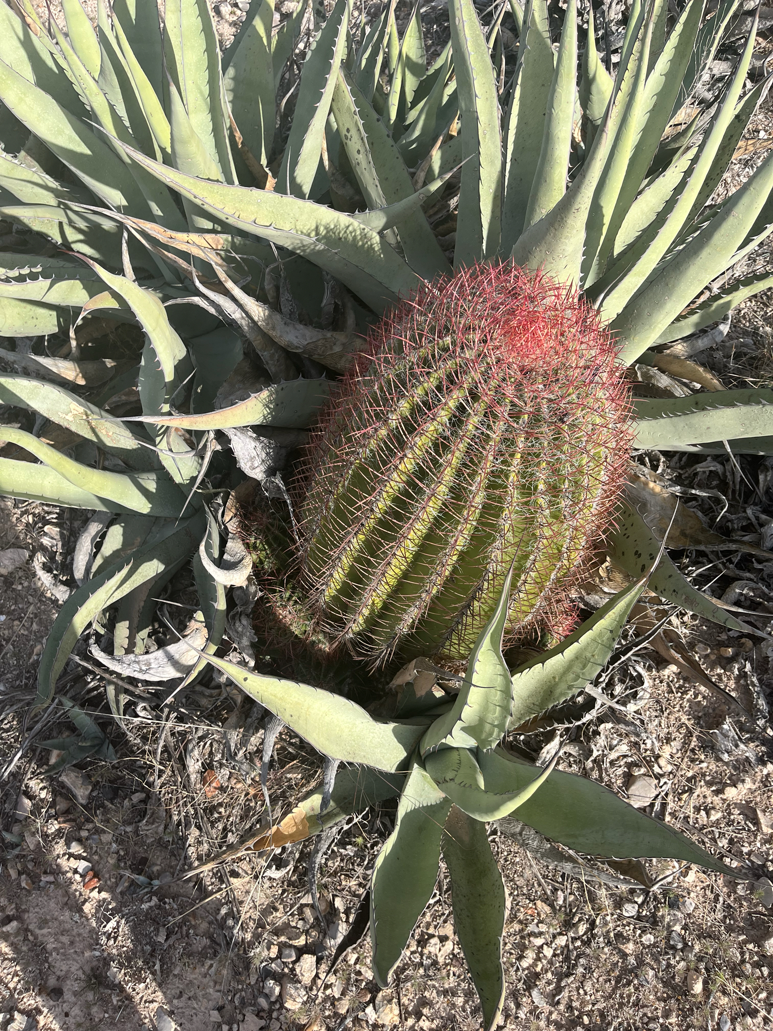 Mexican lime cactus