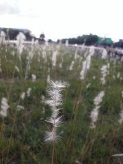 Bothriochloa laguroides