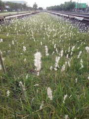 Bothriochloa laguroides