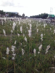 Bothriochloa laguroides