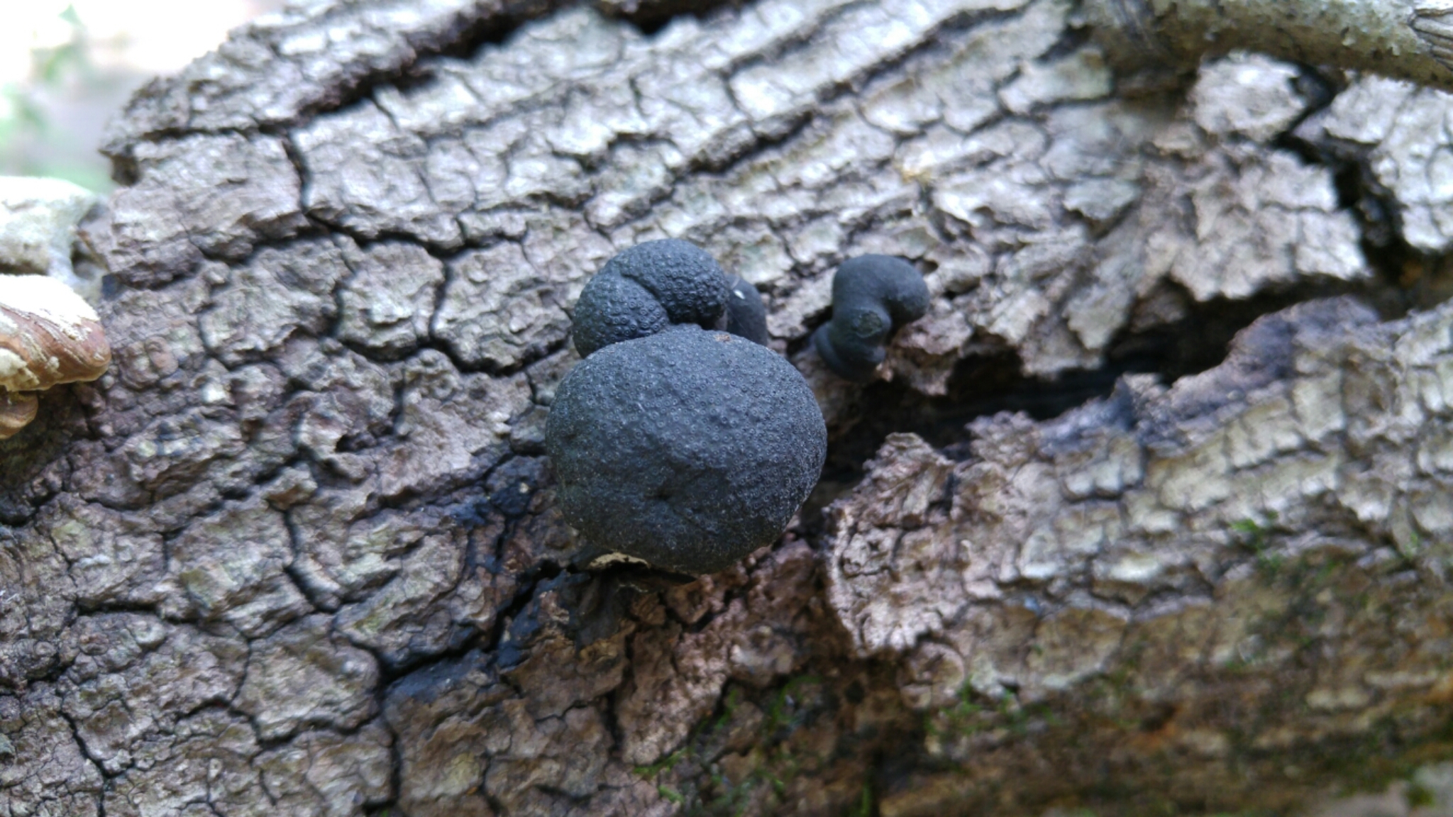 Annulohypoxylon image