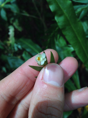 Lockhartia hercodonta