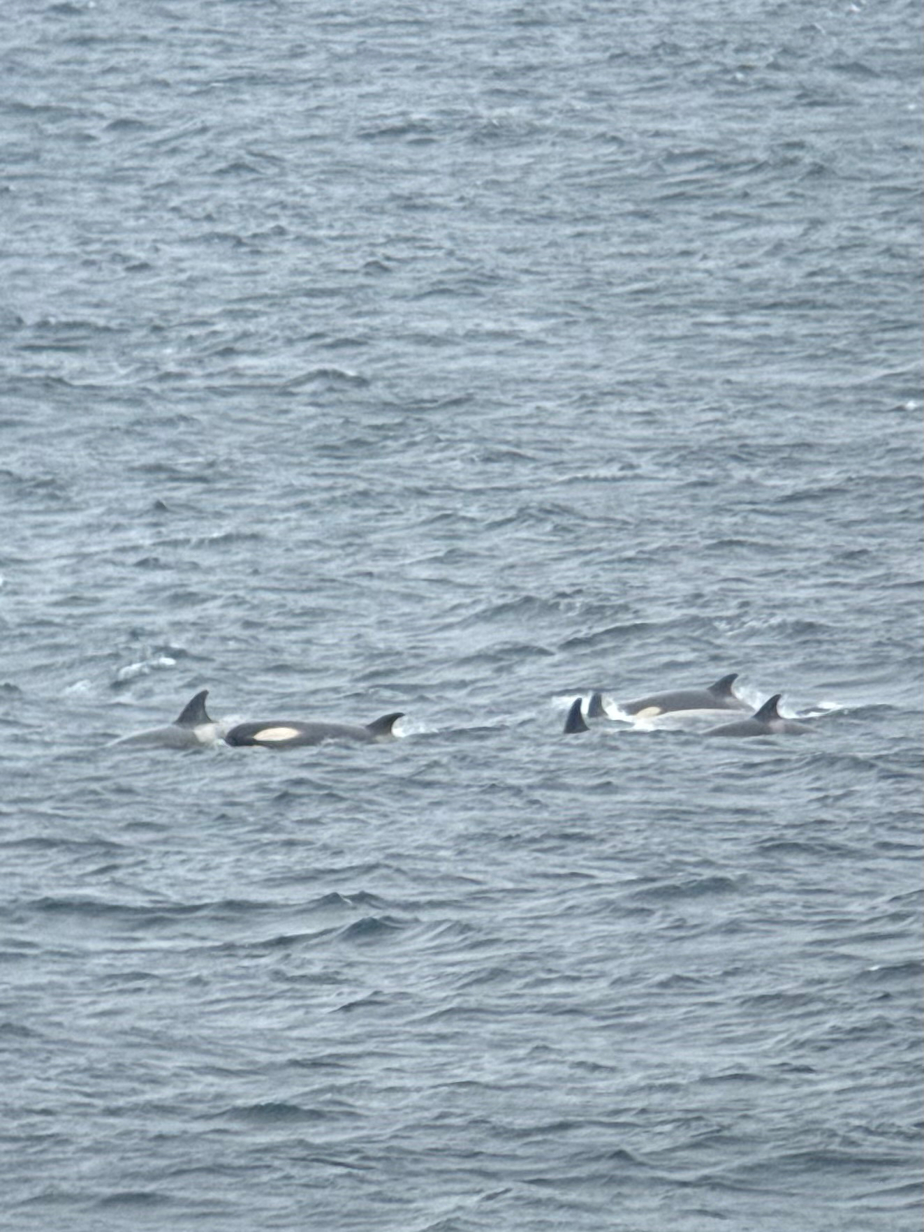 Orcinus orca