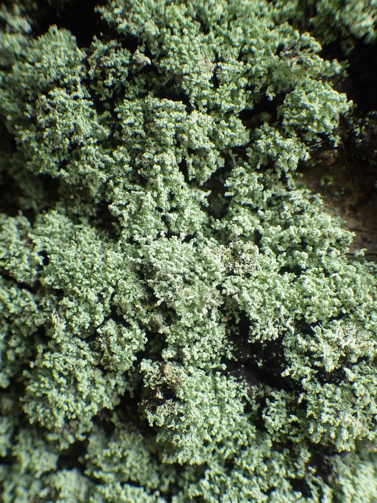 Mealy Lichens