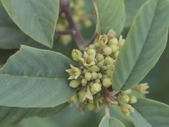 Frangula californica tomentella