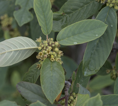 Frangula californica tomentella