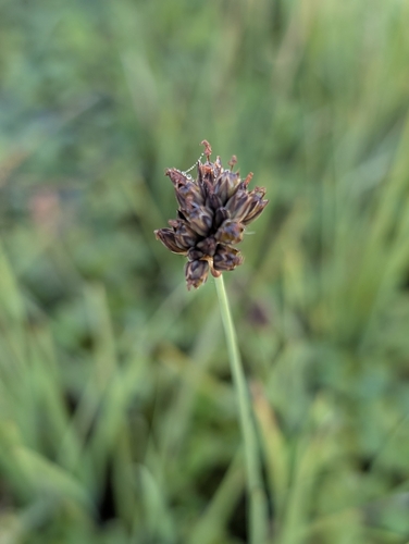 Juncus falcatus, photograph 4