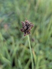 (c) Corin, some rights reserved (CC BY) Juncus falcatus, photograph (c) Corin, some rights reserved (CC BY)