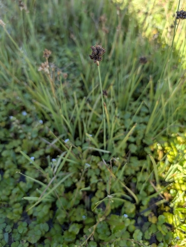 Juncus falcatus, photograph 5