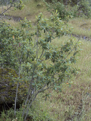 Frangula californica tomentella