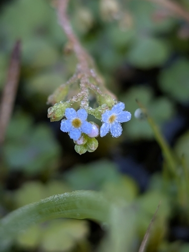 Myosotis laxa observed 2026-01-27
