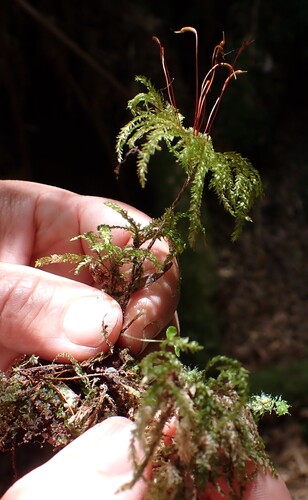Hypnodendron vitiense observed 2026-01-25