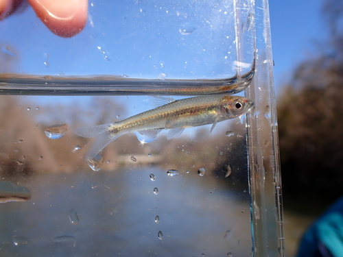 Texas shiner (Notropis amabilis) — Cyprinidae — 4
