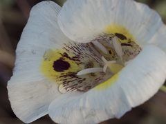 Calochortus superbus