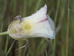 Calochortus superbus