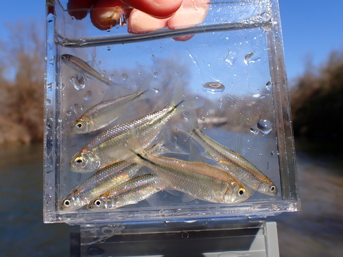 Blind cavefish (Astyanax mexicanus) — Characidae — 4