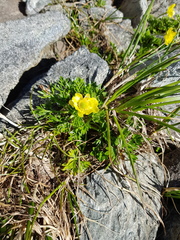 Ranunculus sericophyllus