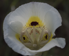Calochortus superbus